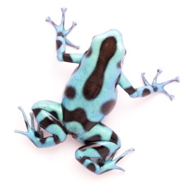  tropical poison frog  clipart
