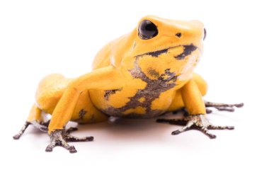 zehirli ok kurbağası 