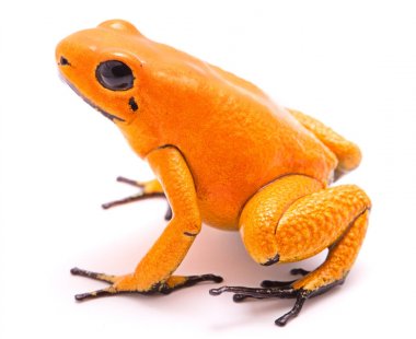 zehirli ok kurbağası 