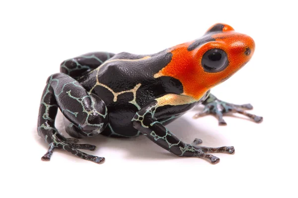 Rojo cabeza veneno dardo rana — Foto de Stock