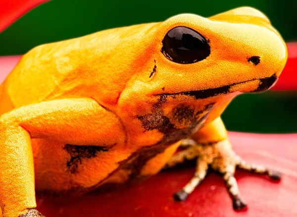 Most poisonous dart frog — Stock Photo, Image