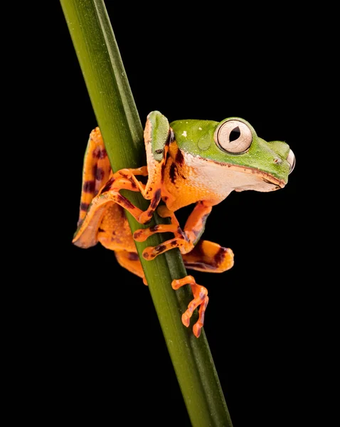 Tiger leg monkey tree frog — Stock Photo, Image