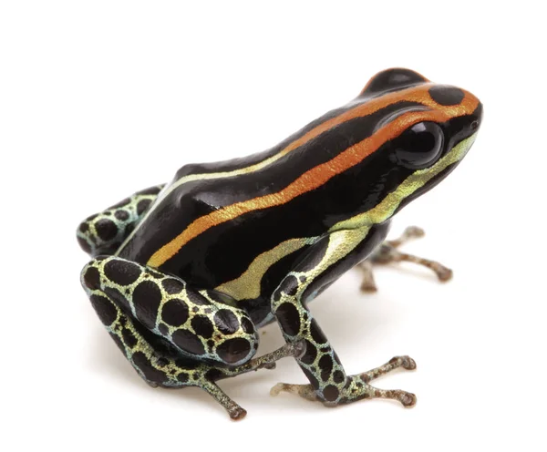 Poison dart frog — Stock Photo, Image
