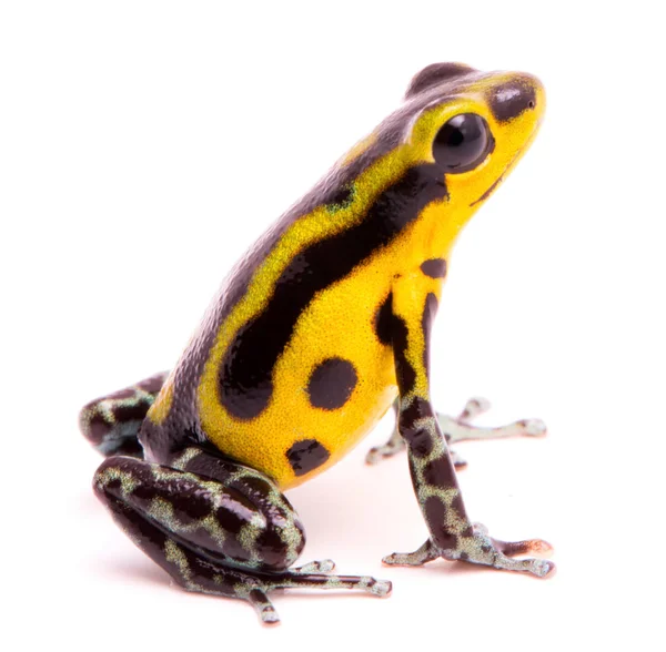 Jed šipku frog — Stock fotografie
