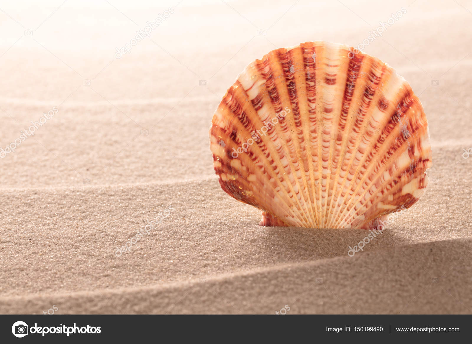 Pourquoi On Entend La Mer Dans Les Coquillages Coquillage Ou On Entend La Mer - Communauté MCMS