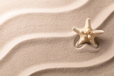 Starfish or sea star on rippled sand  clipart