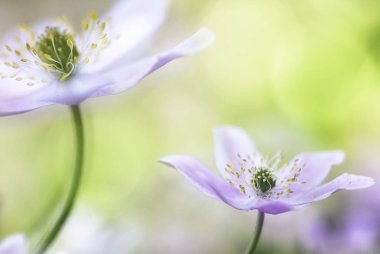 güzel ahşap anemon çiçekleri