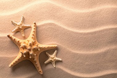 Denizyıldızı sakinleştirmek plaj kum üzerinde