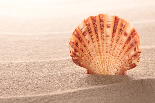 Cáscara de mar tumbada sobre arena — Foto de Stock