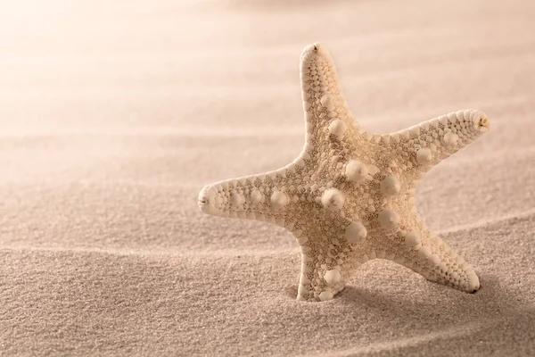 Sjöstjärna stående i beach sand — Stockfoto