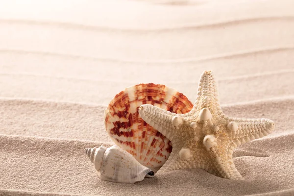 Sjöstjärnor och seashell liggande på beach sand — Stockfoto