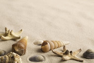 Deniz yıldızı ve seafish kum üzerinde