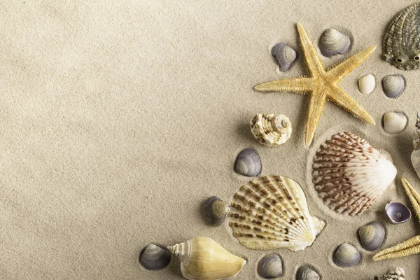 Deniz yıldızı ve seafish kum üzerinde — Stok fotoğraf
