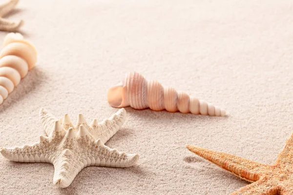 Starfish and seafish on sand — Stock Photo, Image