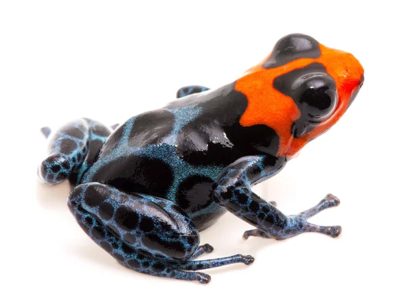 Poison dart frog with red head — Stock Photo, Image