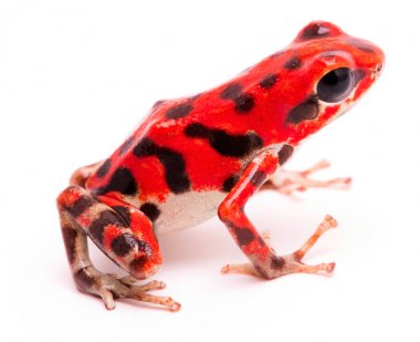 zehirli ok kurbağası