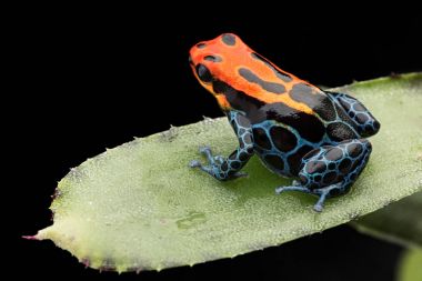 Amazonian Poison dart Frog clipart