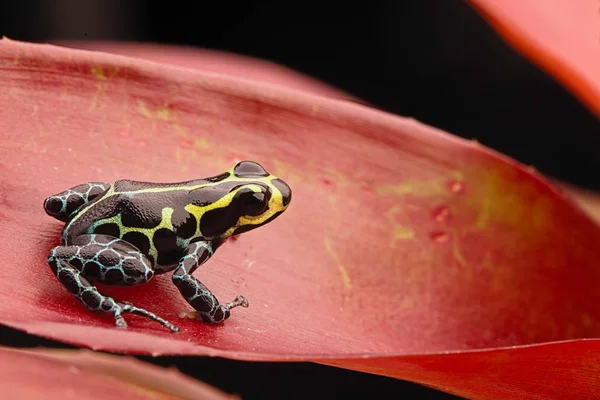 Poison dart frog — Stock Photo, Image