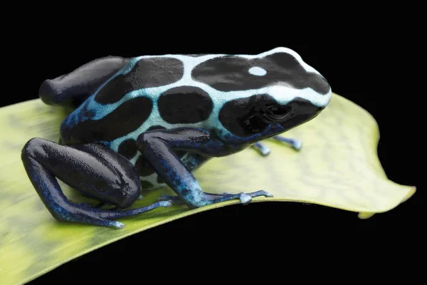 Poisonous dart frog — Stock Photo, Image