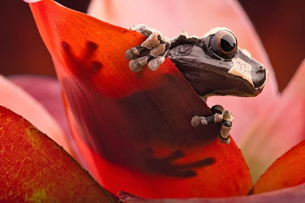 Spiny headed tree frog — Stock Photo, Image