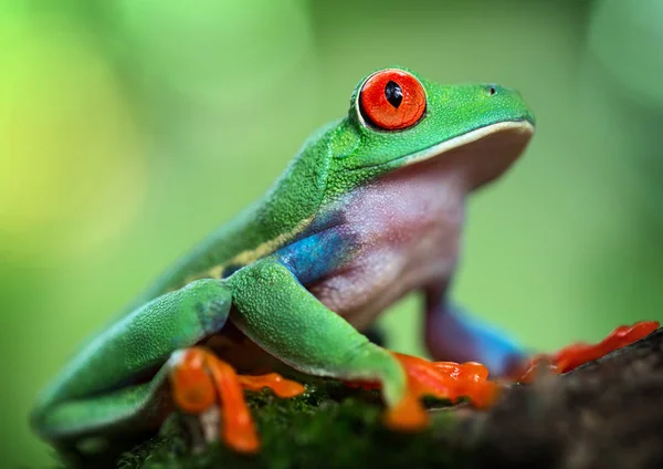 Žába s červenýma očima — Stock fotografie