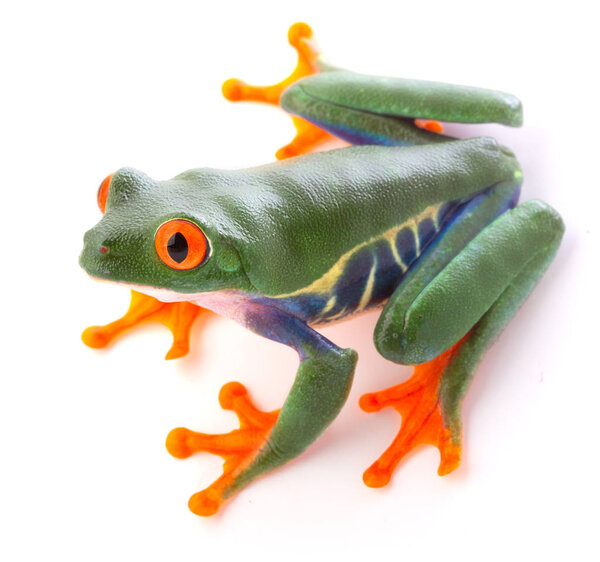 Красноглазая древесная лягушка