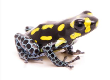 Zehirli ok veya ok kurbağa beyaz arka plan üzerinde izole sarı noktalı.