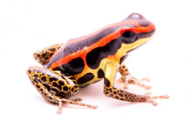 zehirli dart veya ok kurbağası Peru Amazon yağmur ormanından. Bu hayvan tropik Amazon yağmur ormanlarında Peru yaşıyor. Beyaz arka plan üzerinde izole