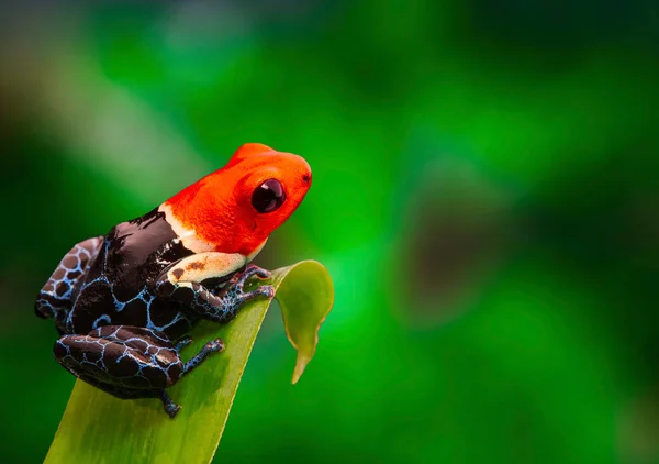 Red Headed Poison Dart Frog Living Amazon Rain Forest Peru — Stock Photo, Image