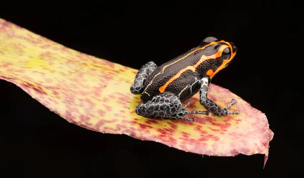 Poison Dart Frog Ranitomeya Imitator Yumbatos Tropical Amazon Rain Forest — Stock Photo, Image