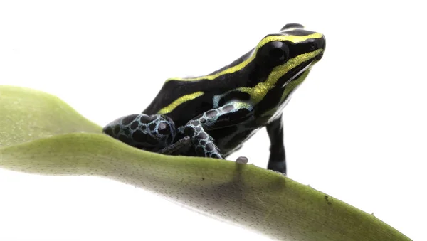 Small Yellow Striped Poison Dart Frog Amazon Rain Forest Peru — Stock Photo, Image