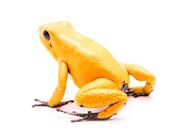 Veneno Rana Dardo Phyllobates Terribilis Amarillo Aislado Sobre Fondo Blanco — Foto de Stock