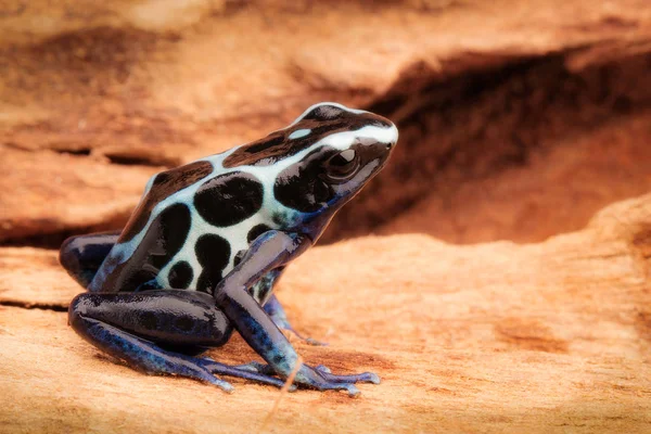 Rana Dardo Veneno Blanco Selva Amazónica — Foto de Stock