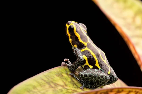 毒投げ矢のカエルからペルーの熱帯雨林 — ストック写真