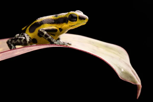 Veleno Velenoso Dardo Rana Oophaga Pumilio Macro Piccolo Animale Della — Foto Stock