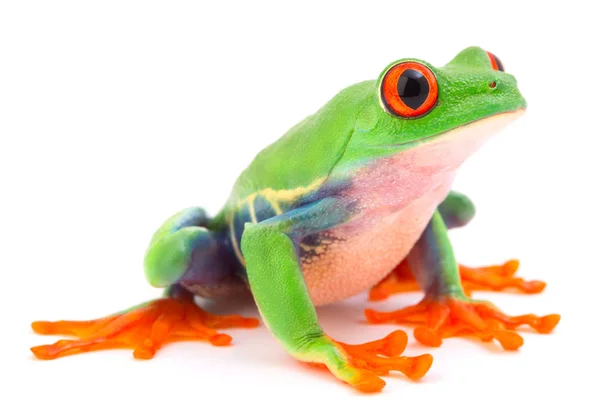 Red Eyed Monkey Tree Frog Isolated White Background Amphibian Endangered — Stock Photo, Image