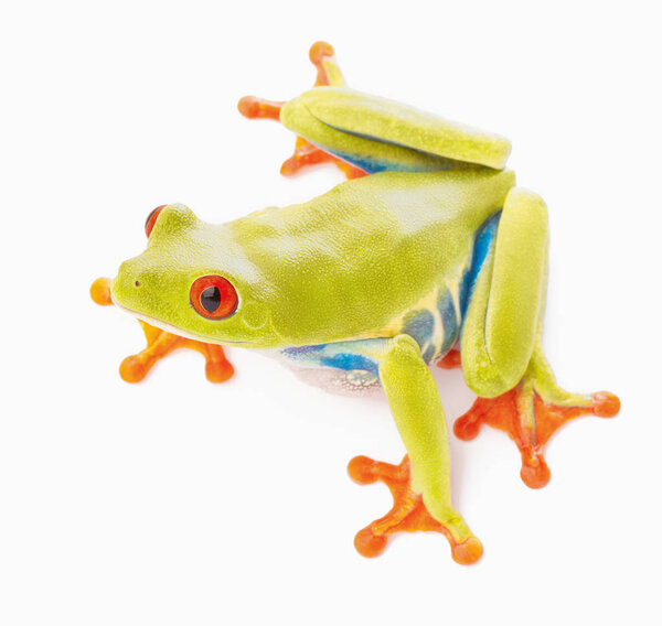 Красные глаза лягушка животное с яркими глазами изолированы на белом фоне
.