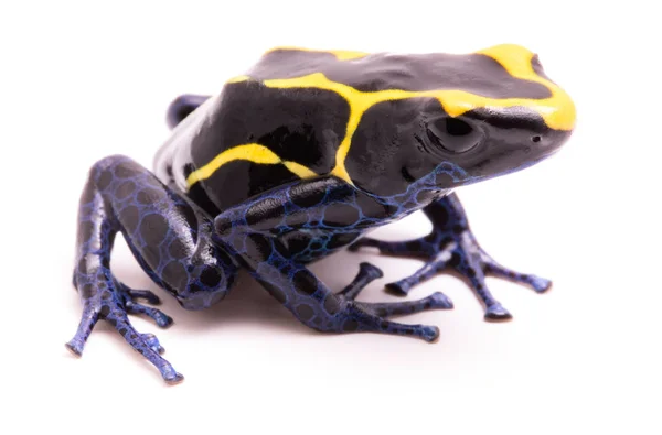 Dyeing Poison Dart Frog Isolated White Background — Stock Photo, Image