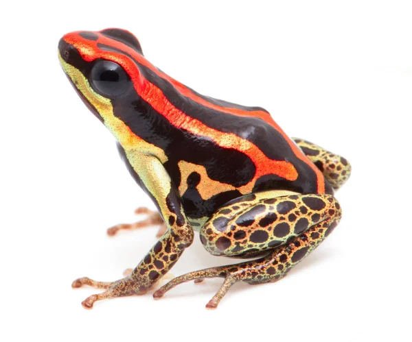 Poison dart frog — Stock Photo, Image