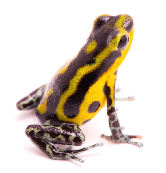 Poison Dart Frog Isolated White Background — Stock Photo, Image