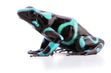 zehirli ok kurbağa dendrobates hava
