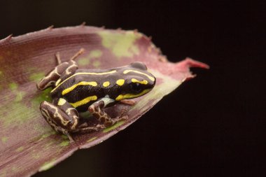 Deying zehirli ok kurbağası, Dendrobates tinctorius, uzun veya Kaw. Orman Amazon yağmur ormanı mavi ve sarı hayvandan