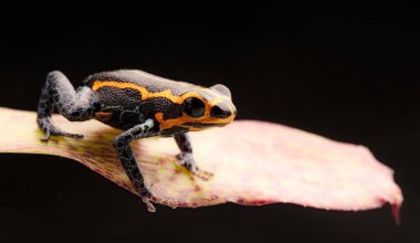 zehirli ok kurbağası, Ranitomeya kopyacı, Yumbatos. Peru tropik Amazon yağmur ormanlarında bir küçük zehirli yağmur ormanı hayvandan.
