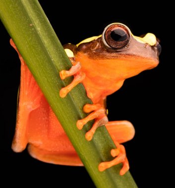 Yaprak veya ağaç kurbağası, Dendropsophus leucophyllatus. Brezilya, Peru, Ekvador ve Bolivya Amazon yağmur ormanlarında üzerinden canlı kırmızı renkle Treefrog