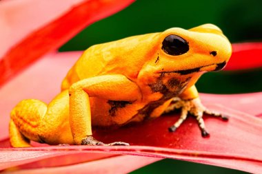 En zehirli zehirli ok kurbağası, Phyllobates terribilis. Güzel dartfrog ve amfibi makro. Tropik Amazon yağmur ormanı Kolombiya üzerinden ölümcül hayvan.
