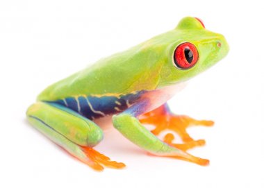 Maymun ağaç kurbağası, Panama ve Kosta Rika üzerinde beyaz izole yağmur ormanından amfibi callidryas veya kırmızı gözlü.