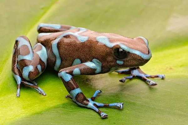 Rana Flecha Venenosa Dendrobates Auratus Selva Tropical Panamá —  Fotos de Stock