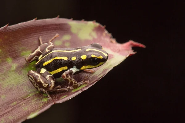 Deying Veneno Rana Dardo Dendrobates Tinctorius Nominat Kaw Animal Azul —  Fotos de Stock