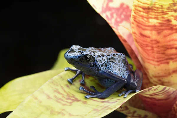 青と黒の毒投げ矢のカエル ヤドクガエル属 Azureus 絶滅の危機に美しい毒熱帯雨林の動物 熱帯雨林テラリウム ペット両生類 — ストック写真