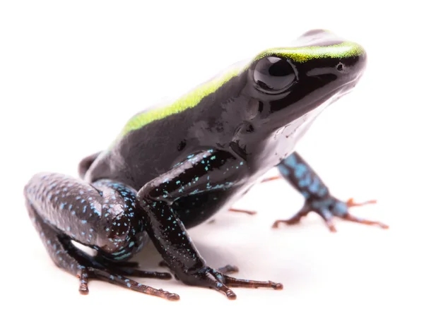 Rana Venenosa Kokoe Phyllobates Aurotaenia Animal Muy Venenoso Peligroso Selva —  Fotos de Stock